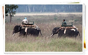 Elephant Safari at Corbet National Park